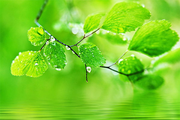 Что означает зеленый цвет, его символика и связанные с ней эмоции