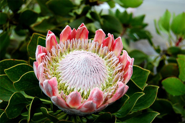 Удивительно красивые гавайские цветы