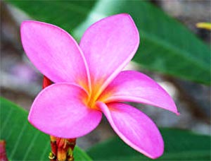 Удивительно красивые гавайские цветы | Цветопсихология