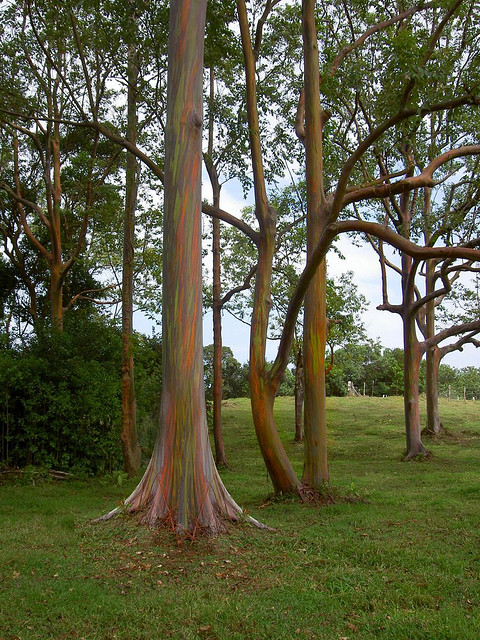 eucalyptus-deglupta-4