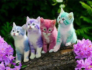 Разноцветные котята | Цветопсихология