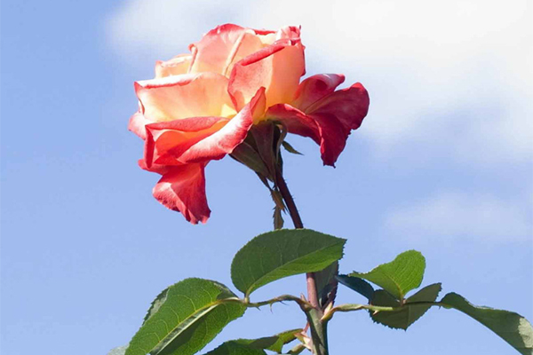 Летней розе | Цветопсихология