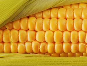 Солнечная кукуруза | Цветопсихология